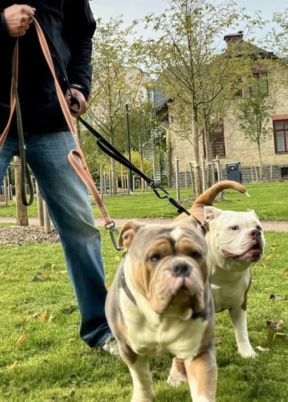 En man i mörka kläder och keps promenerar två hundar i ett grönskande parkområde. Ett bostadshus syns i bakgrunden. Hundarna är kopplade med koppel.