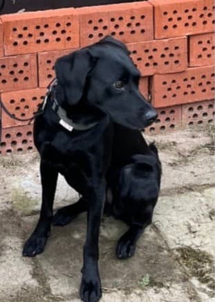 En kvinna klädd i mörka kläder står bredvid en svart hund utomhus, framför en röd byggnad. 