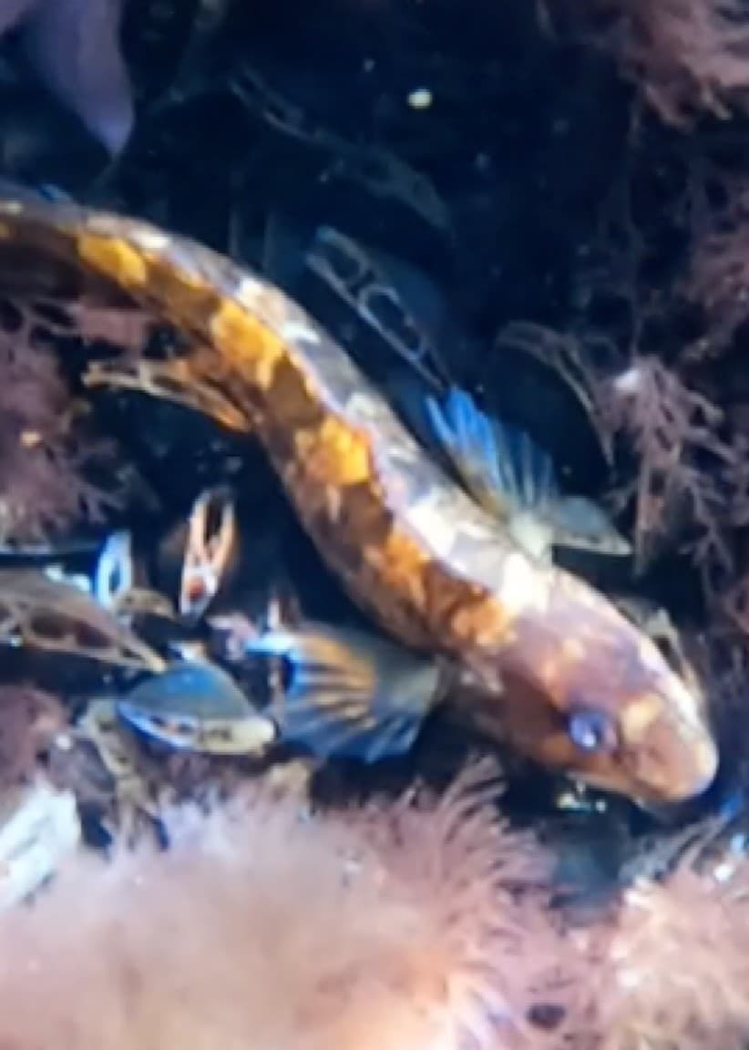 En undervattensbild som visar en fisk med orangea och bruna mönster omgiven av alger och sjögräs i en marin miljö. Fisken är i fokus medan bakgrunden är suddig, vilket skapar en naturlig atmosfär.