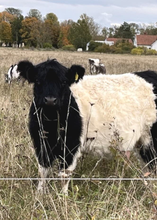 En grupp kor betar på en äng med högt gräs. Två personer står bredvid och samtalar, klädda i höstkläder. I bakgrunden syns hus och träd under en molnig himmel.