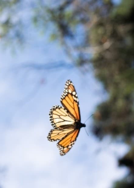 En monarkfjäril med orange och svarta vingar flyger mot en bakgrund av blå himmel och gröna träd i Mexiko, där den övervintrar efter sin långa migrationsresa.
