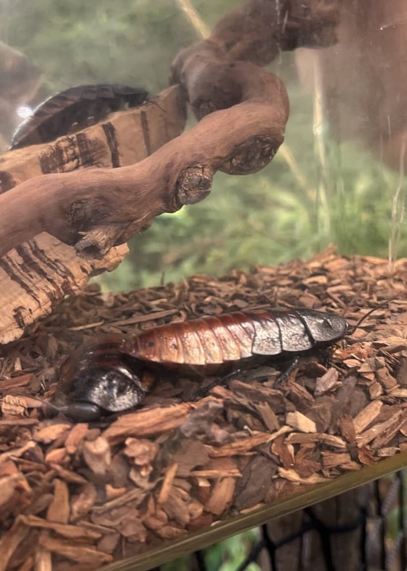 En kackerlacka ligger i en terrarium fylld med träflis, en träbit och en gren. Terrariet står i en grönskande miljö och en arm syns i bakgrunden.