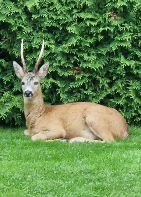 Bild med ett rådjur som ligger på gräs framför en grön häck till vänster och en person iförd en svart väst och tröja som står utomhus framför ett staket till höger.