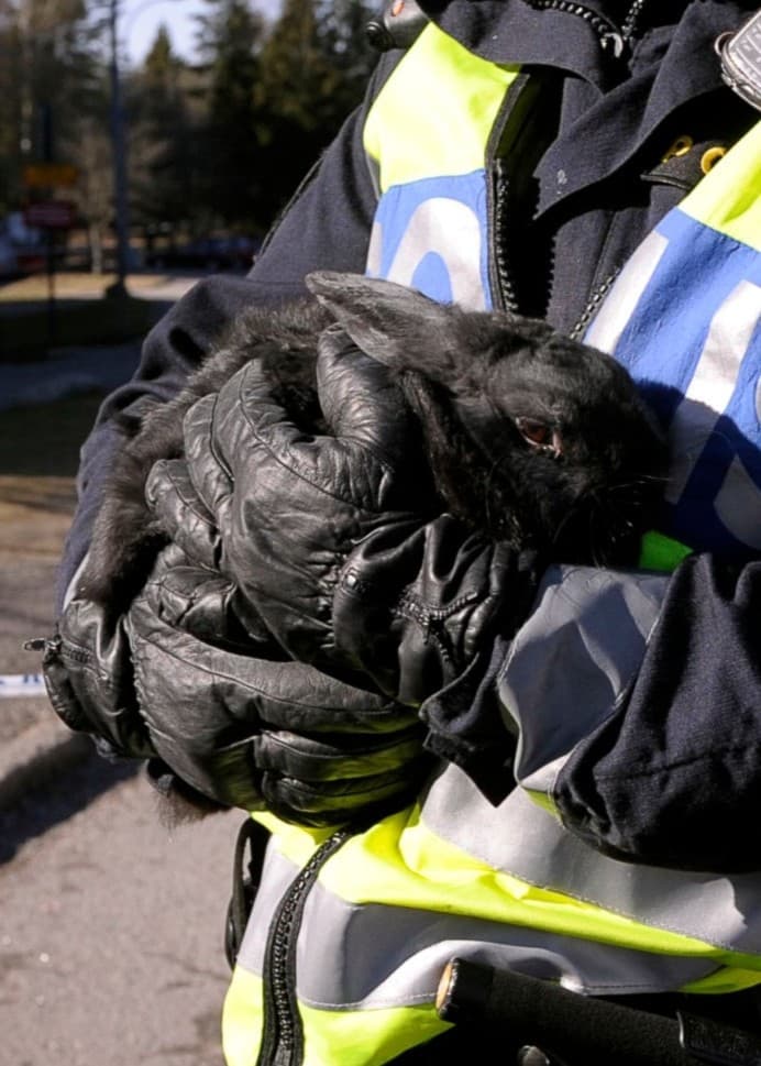 Bildmontage med en närbild på ett luftgevär och en svensk polis som håller en kanin. Polisen bär en reflexväst och verkar vara ute i tjänst. Träd och asfalt syns i bakgrunden.