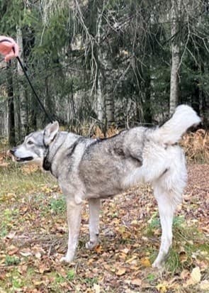 Jämthunden Alma, som har tre ben, står på en gräsmatta omgiven av höstlöv. En person med röda byxor och mörk jacka håller i kopplet. Skog syns i bakgrunden.