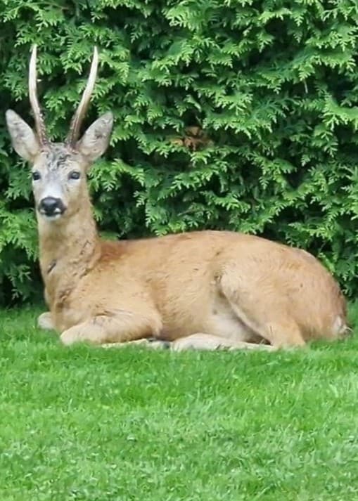 Bild med ett rådjur som ligger på gräs framför en grön häck till vänster och en person iförd en svart väst och tröja som står utomhus framför ett staket till höger.