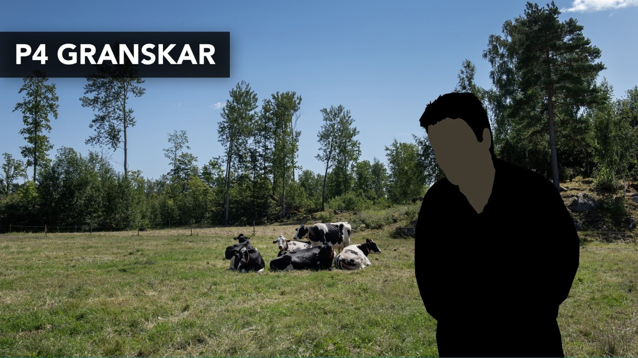 En man står i förgrunden på en grön äng med kor i bakgrunden. Texten 'P4 granskar' syns i övre vänstra hörnet. Fokus ligger på djurskydd och landsbygdsmiljö.