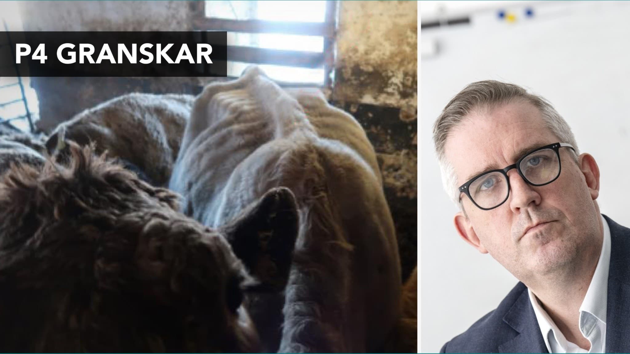Bildcollage med två kor i en mörk ladugård till vänster och Ola Melin, länsöverdirektör, till höger. Texten 'P4 granskar' syns ovanför korna. Fokus på djurkontroll av Länsstyrelsen.