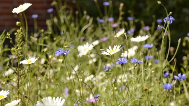 I projektet Så vilda! har 20 000 barn i Västra Götalands-regionen hittills anlagt blomsterängar på sina förskolor och skolor. Ett sätt att minska vår växtblindhet.