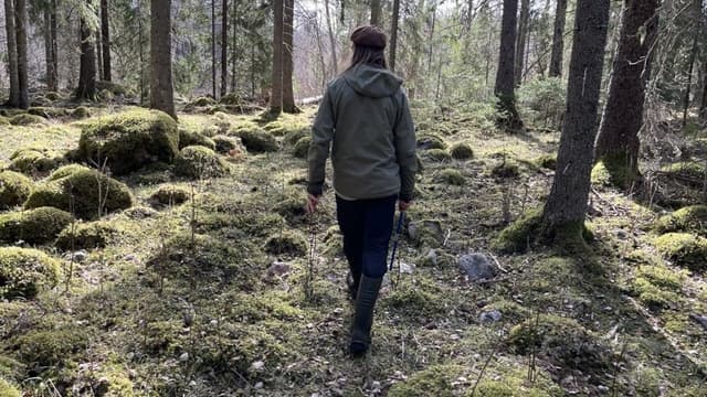 Ingemar Södergren, naturvårdaren som blev skogsbrukare i Norduppland.