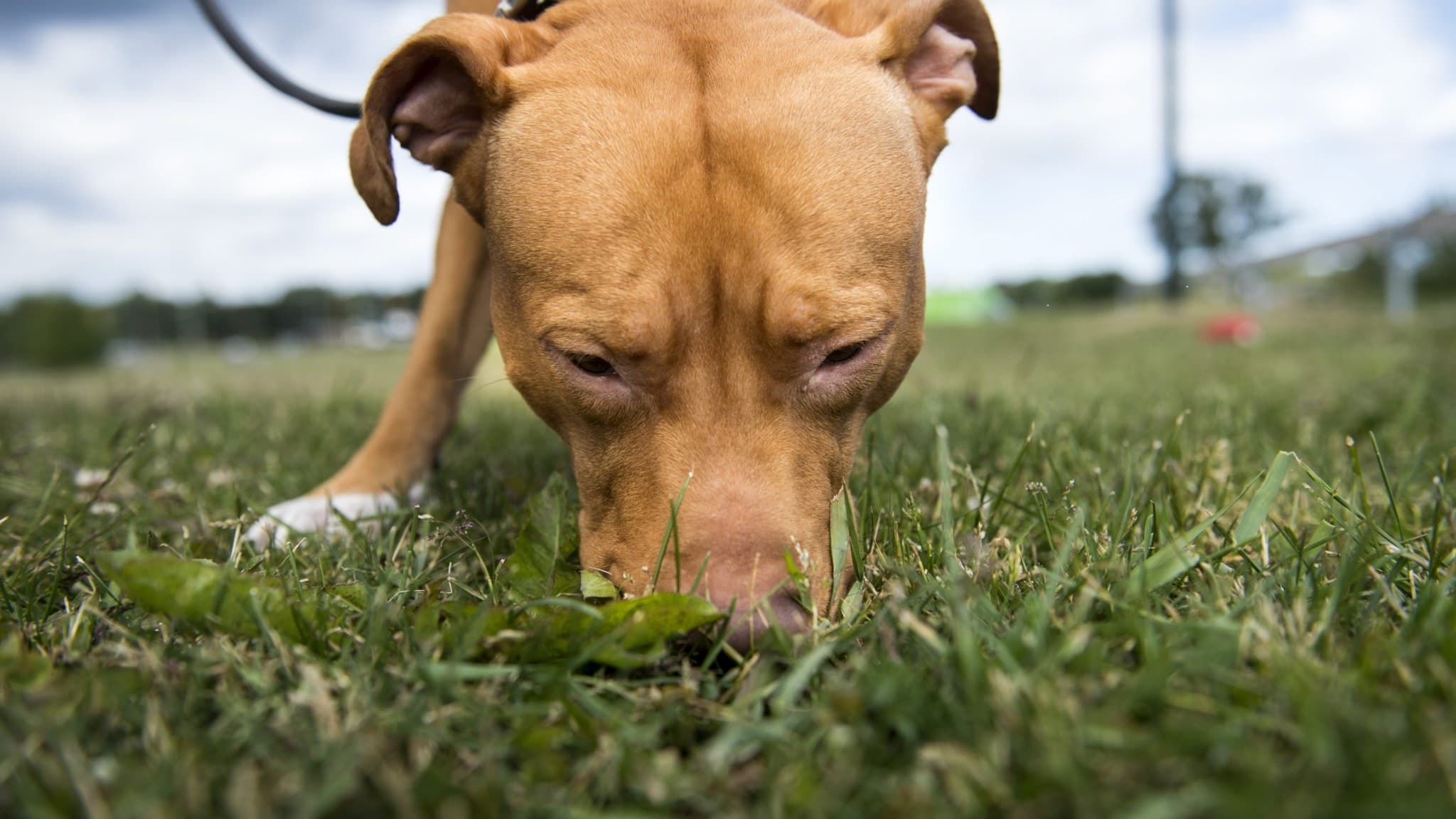 En hund som dyker ner med nosen i en gräsmatta.