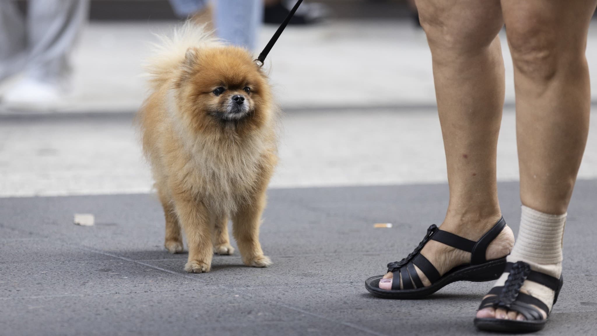 en liten fluffig hund i koppel och människoben med inlindad fot