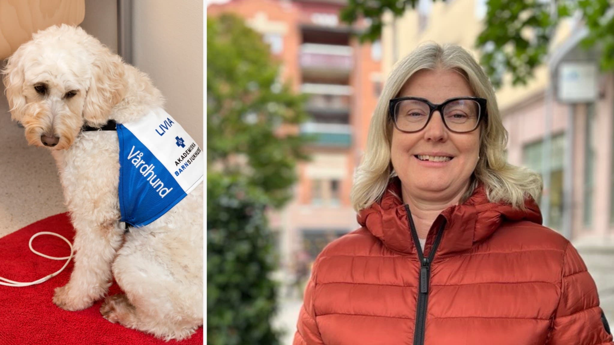 Hunden Livia med vit lockig päls sitter på en röd matta och bär en blå väst med texten 'Vårdhund'. Maria Lindström Nilsson står utomhus i en orange jacka framför byggnader och grönska.