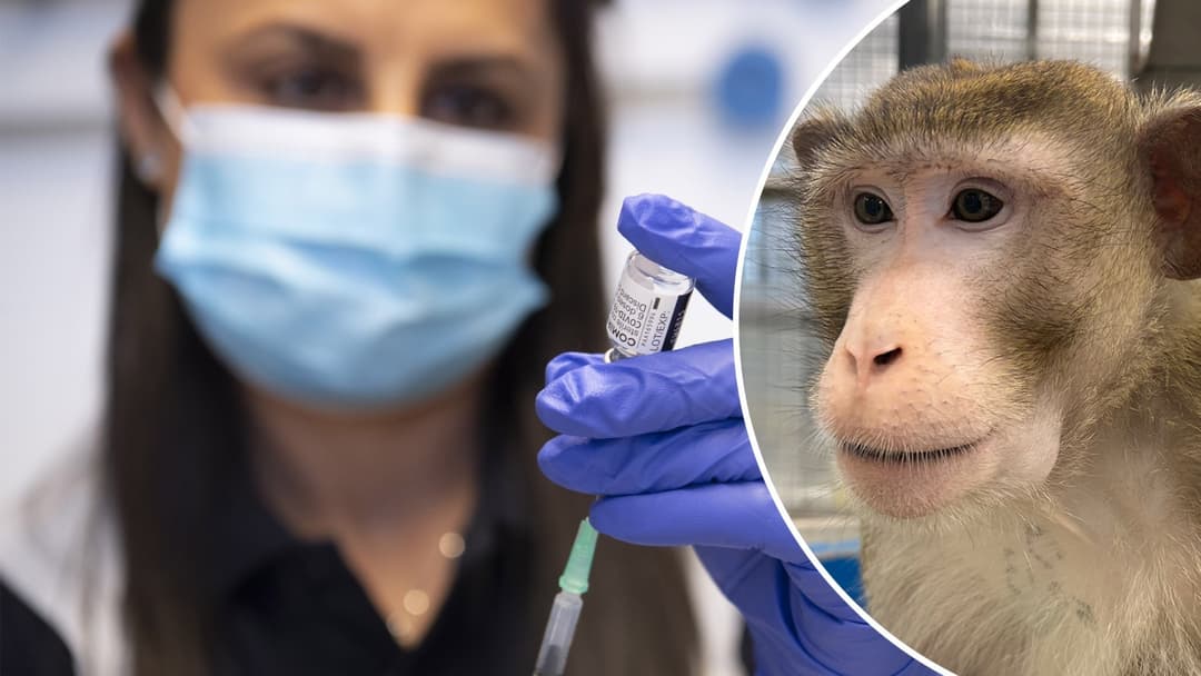 delad bild av en sjukvårdare elelr forskare som förbereder en vaccinspruta (tv) och en krabbmakak (th)