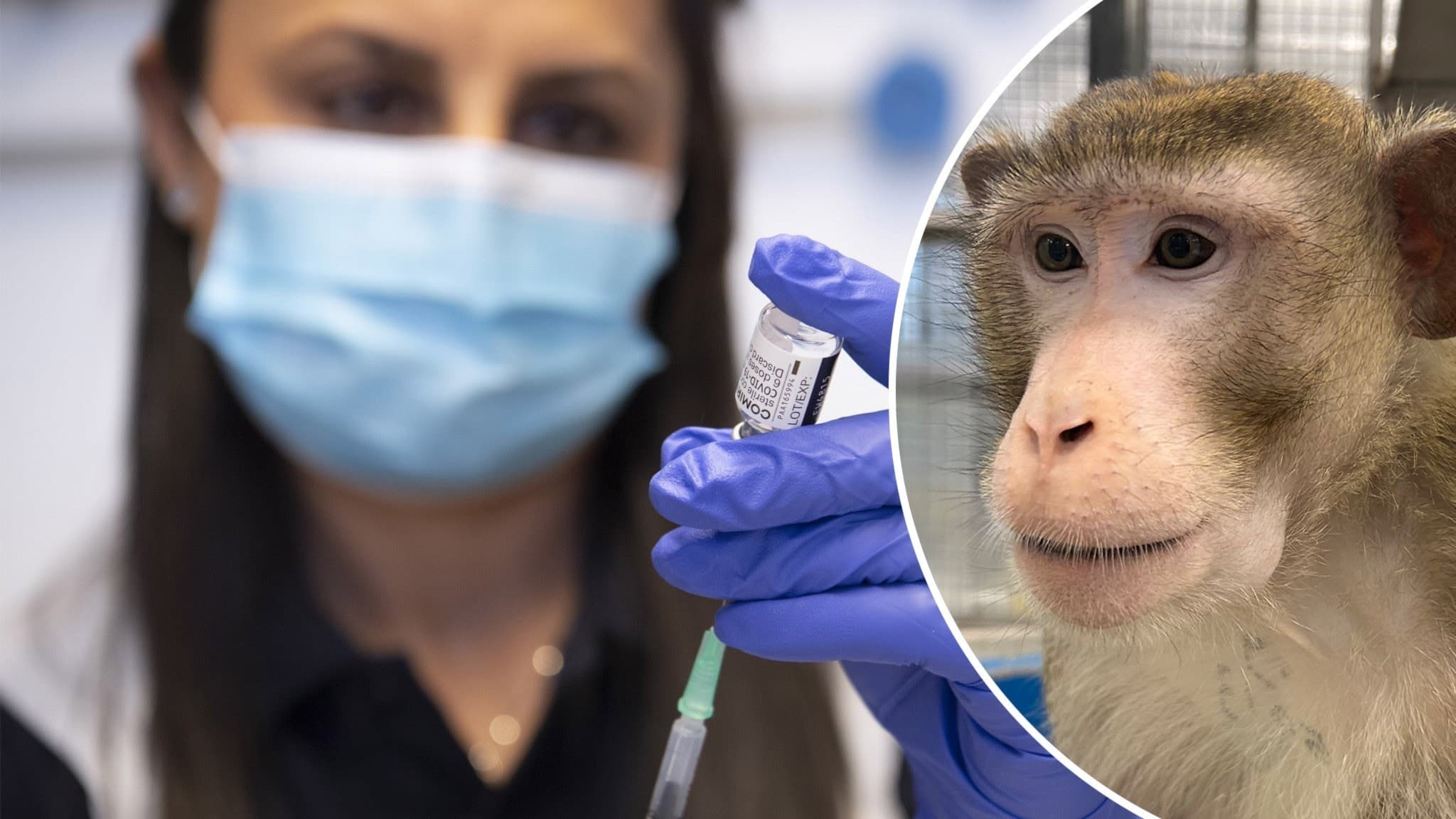 delad bild av en sjukvårdare elelr forskare som förbereder en vaccinspruta (tv) och en krabbmakak (th)