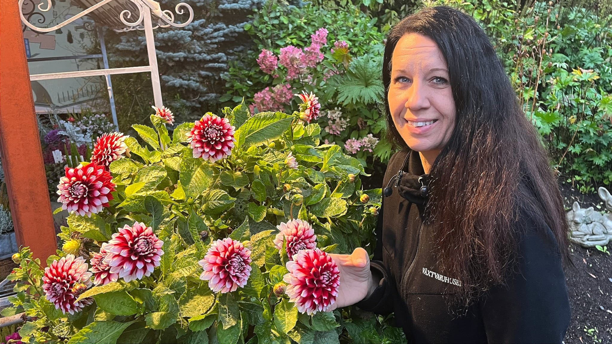 Veronica Andersson från Växtvaruhuset i Östersund står vid en blommande dahlia med röda och vita kronblad, omgiven av grönska i en trädgårdsmiljö.