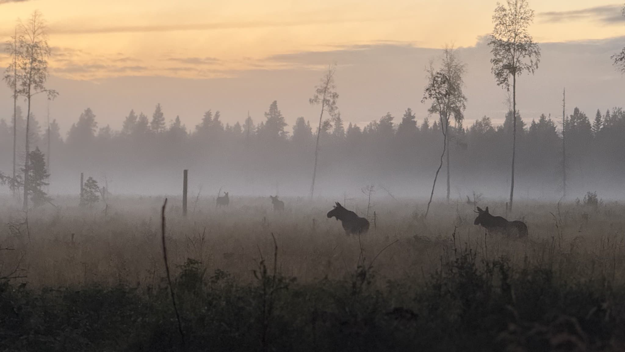 En dimmig gryning över en äng med flera älgar som betar, omgivna av glesa träd och en skog i bakgrunden. 
