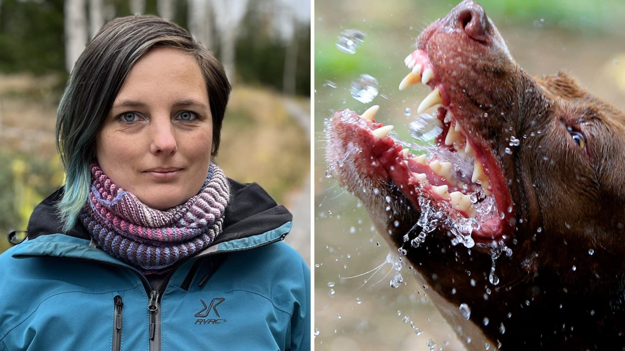 Bildmontage med två delar: till vänster en person i blå jacka och halsduk i skogsmiljö, till höger en närbild på en brun hund med öppen mun, visar tänder och vattendroppar runt.