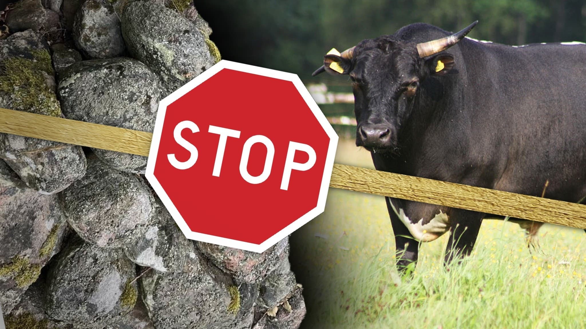 Kollage: Stenar, stoppskylt, tjur på ett grönt fält.