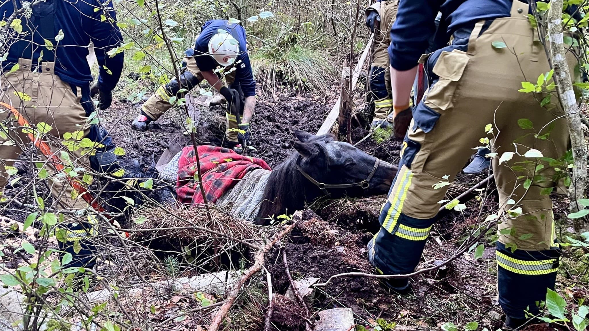 Räddningstjänst arbetar med att hjälpa en häst som fastnat i ett dike i Gelebo. Hästen ligger på sidan i lerig terräng omgiven av flera personer i uniform.