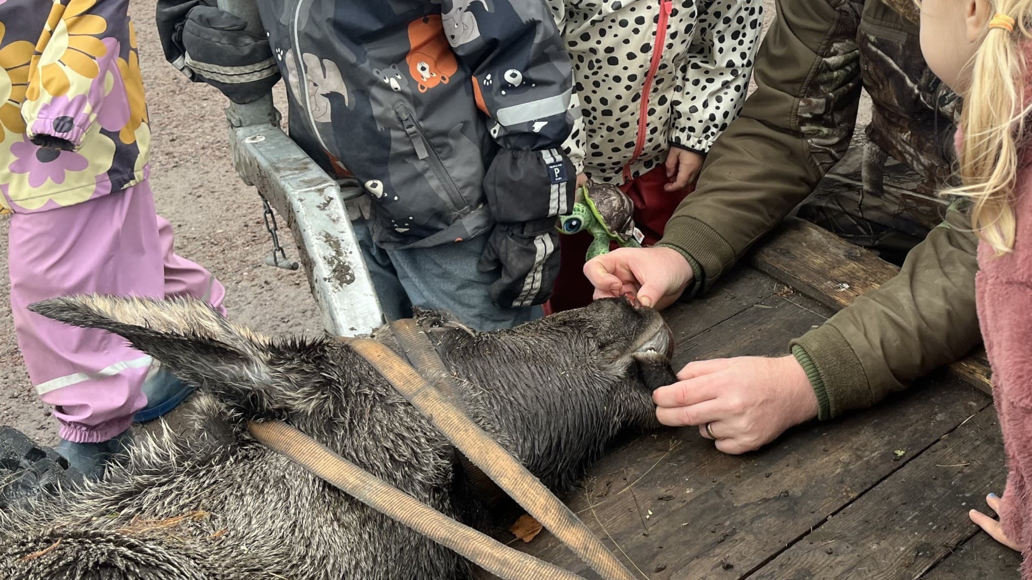 En död älg ligger på en kärra. Runt älgen står flera barn i förskoleåldern. De klappar den och känner på älgens tänder. 