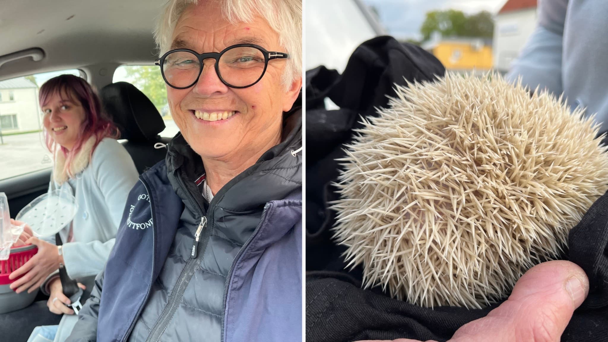 Två personer sitter i en bil, varav en håller en kopp. Till höger visas en närbild på en igelkott med ljus taggig päls som hålls i en mörk handduk.