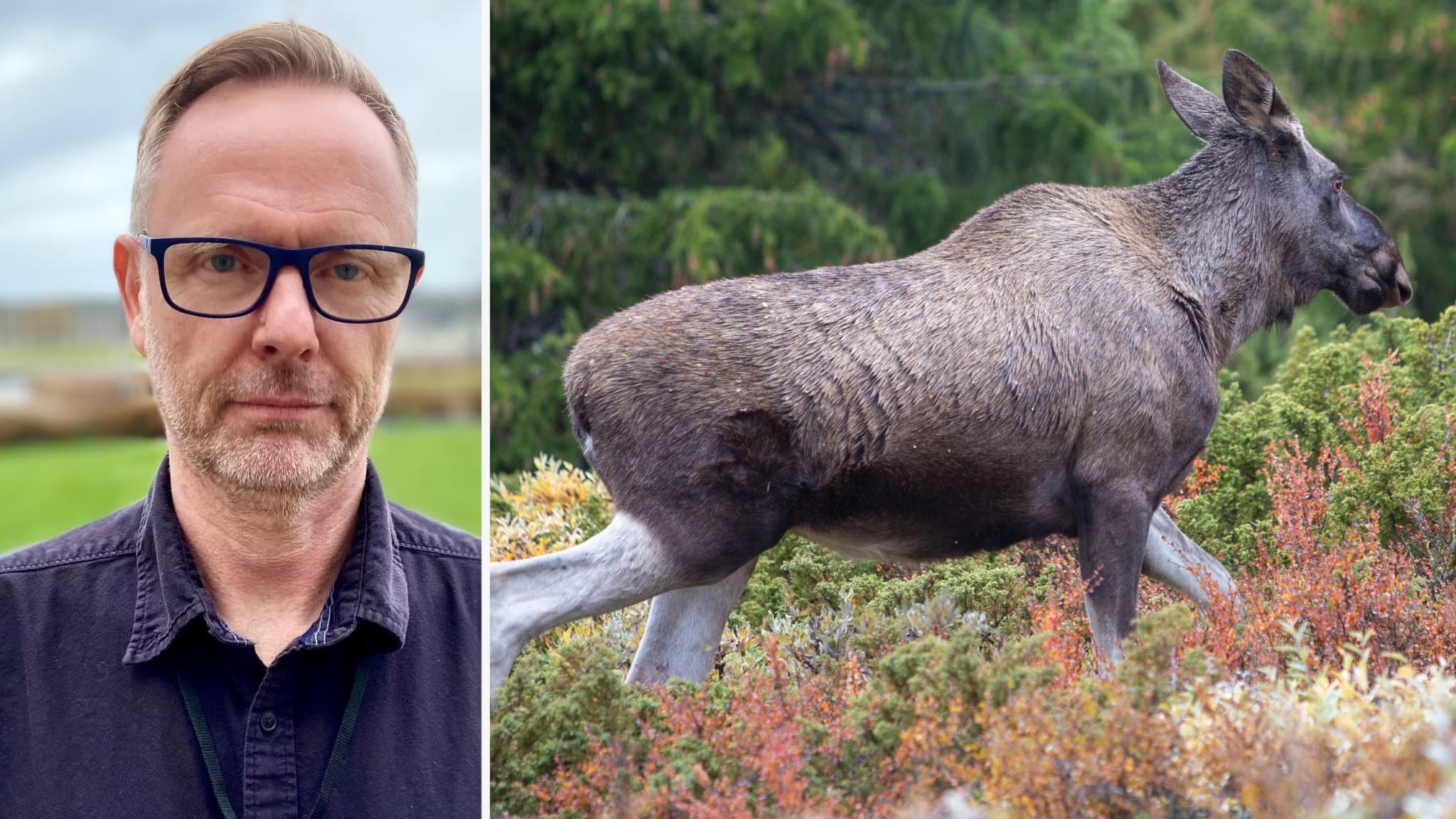 En älg springer genom ett skogsområde med höstfärgade buskar. Till vänster syns en person med glasögon vars ansikte är suddat.