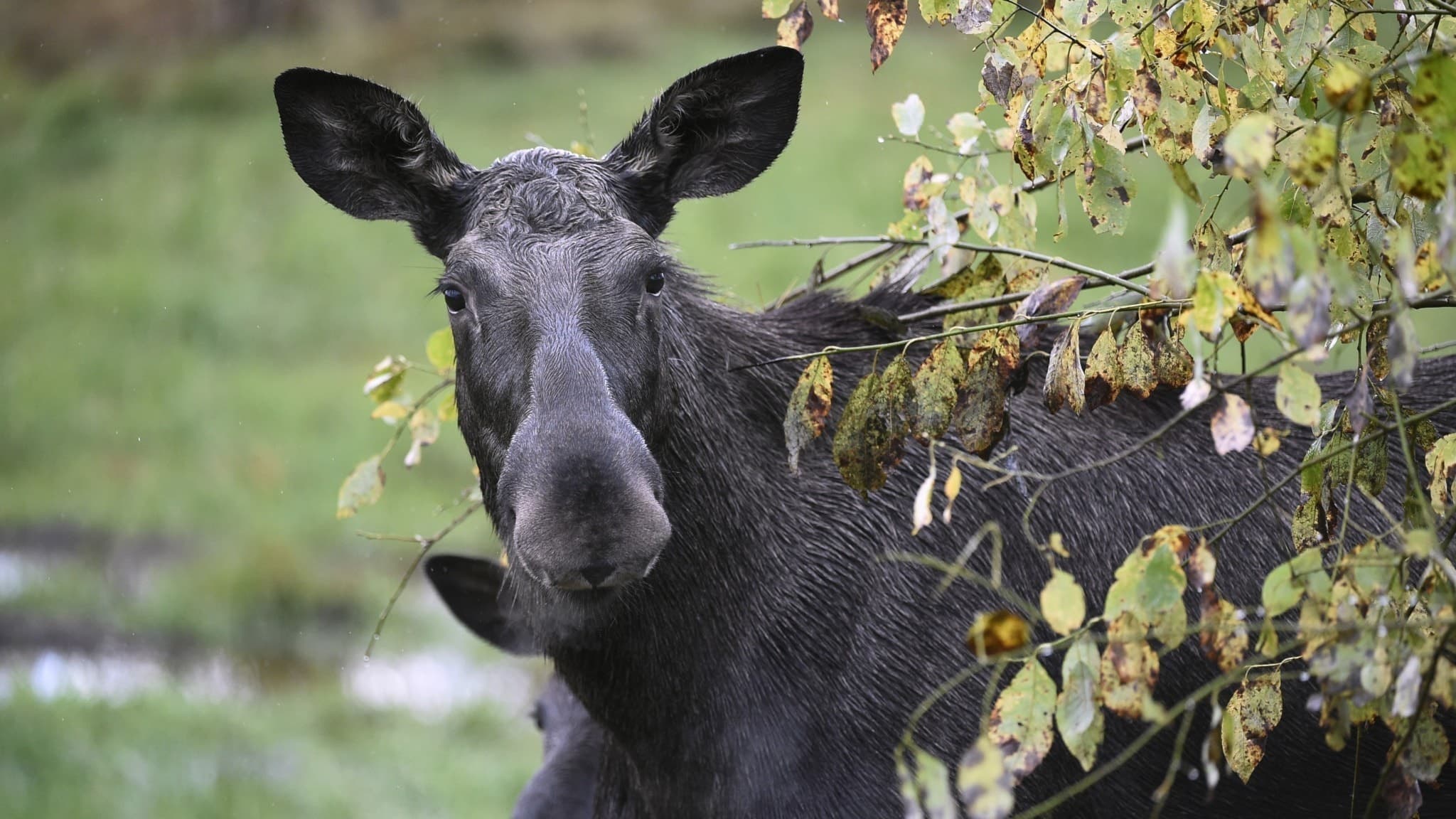 En älg i ett buskage.
