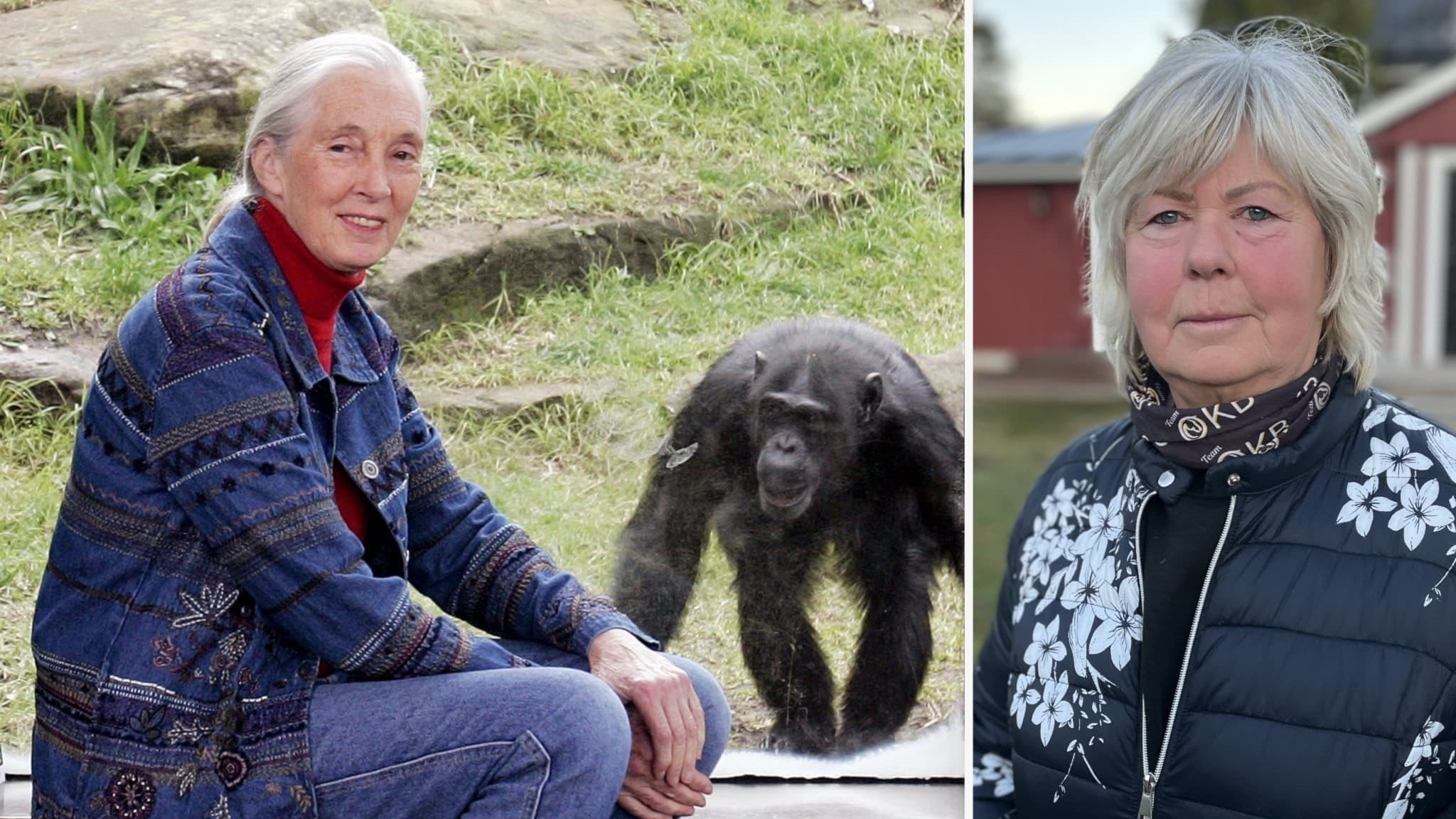 Jane Goodall sitter framför en glasruta framför en inhägnad schimpans. Bilden inkluderar även ett porträtt på Ing-Marie Persson, som inspirerats av primatforskaren Jane Goodall.