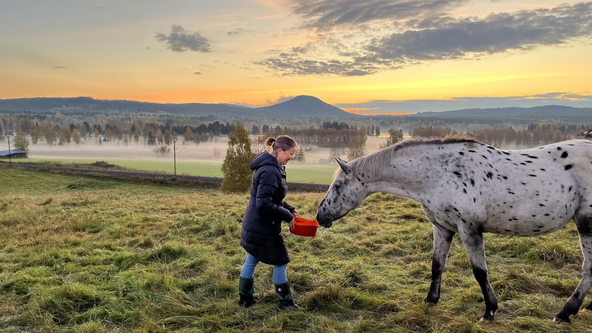 Jennie Carlsson står i gryningen på en äng i Järvsö och matar en fläckig häst, Diana, med en orange hink. Bakgrunden visar dimhöljda fält och berg under en färgsprakande himmel.