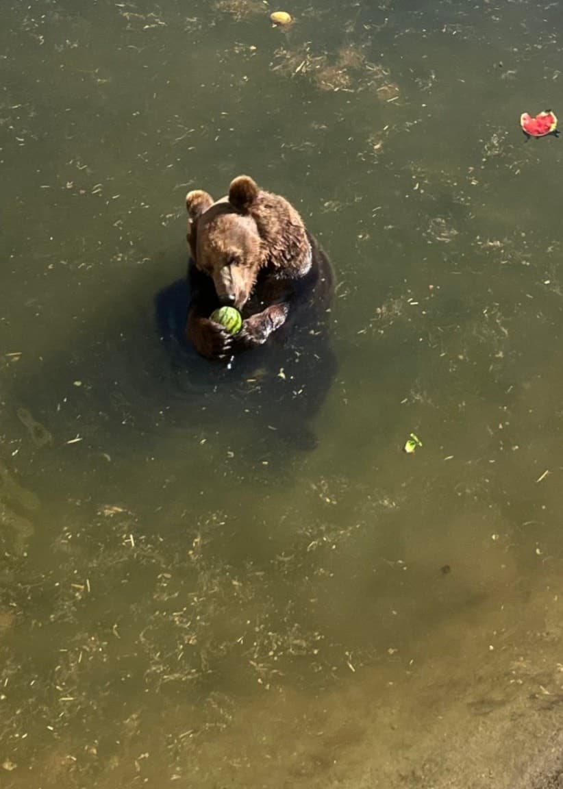 En björn i en damm på Lycksele Djurpark äter en frusen melon som svalka i värmen. Till höger håller djurvårdaren Vendela Elfing två frusna meloner i händerna.