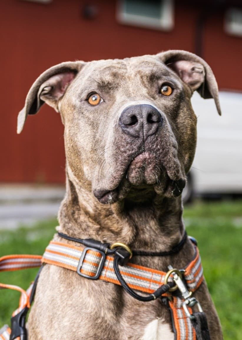 En kamphund med brun och grå päls sitter utomhus framför en röd byggnad. Hunden har en orange och svart sele. Till vänster syns en person med långt hår och väst, ansiktet är suddat.