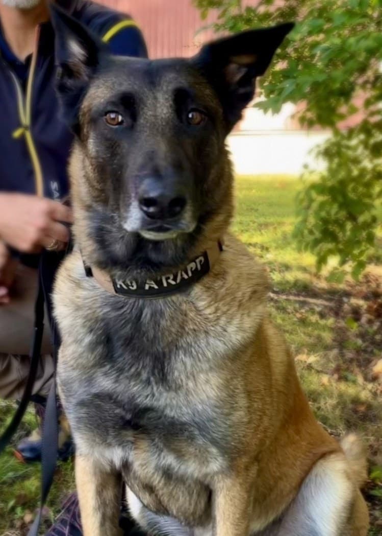Polishunden Rapp, en belgisk vallhund, sitter i grönskande miljö framför en person i uniform. Hunden bär ett svart halsband och ser uppmärksamt mot kameran.