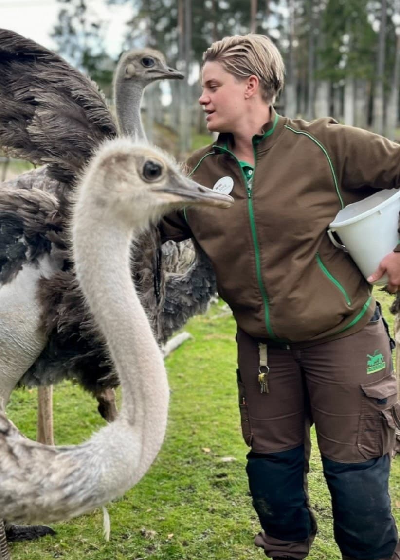 En djurvårdare i Kolmårdens djurpark står nära strutsen Elvis och flera andra nordafrikanska strutsar på en grön gräsyta med träd i bakgrunden.
