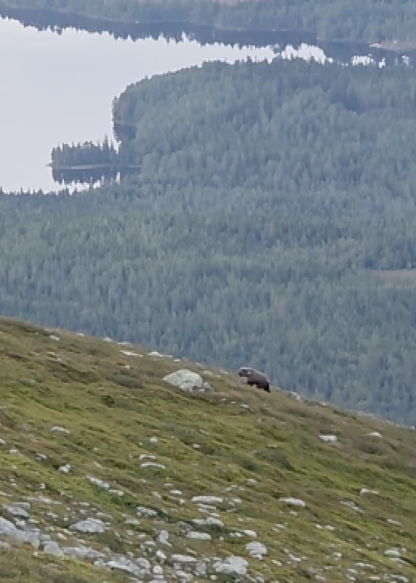 En björn springer på fjället på bilden till vänster och till höger syns en vit ren.