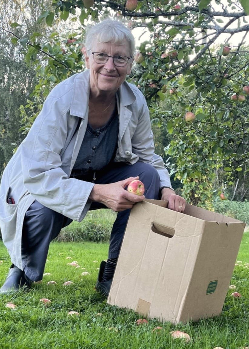 Monika Sundström syns plocka äpplen i en grönskande trädgård, klädd i en ljus jacka och böjd över en pappkartong.