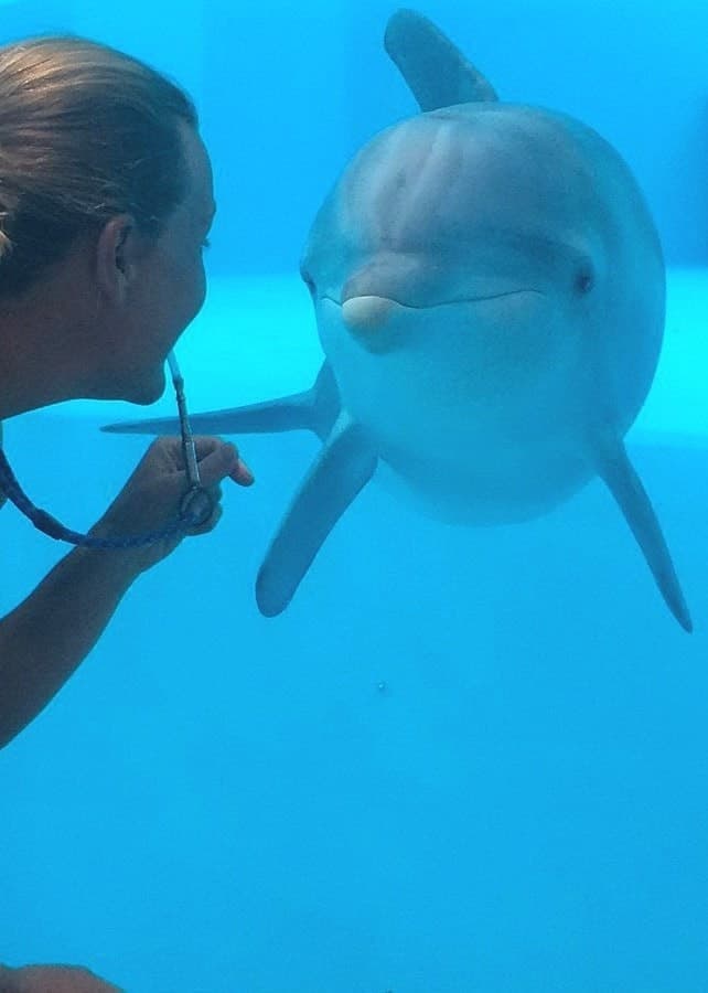 Delfinskötare Kristina Karlsson hälsar på delfinen Pärla genom glaset in till bassängen.
